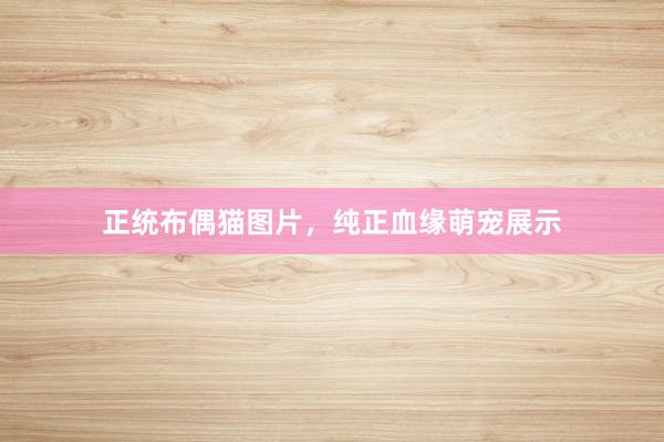 正统布偶猫图片，纯正血缘萌宠展示